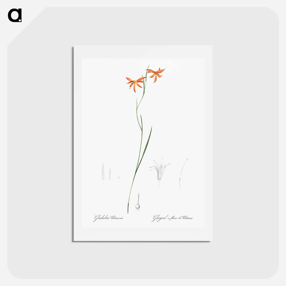 アートポストカード-Gladiolus watsonius illustration from Les liliacées - ピエール ジョゼフ ルドゥーテ Postcard.