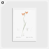 アートポストカード-Gladiolus watsonius illustration from Les liliacées - ピエール ジョゼフ ルドゥーテ Postcard.