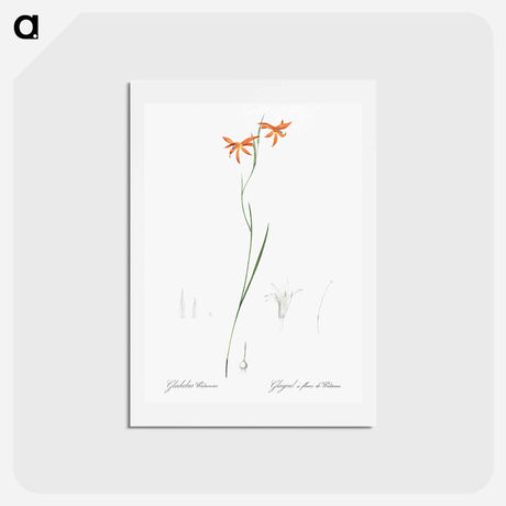 アートポストカード-Gladiolus watsonius illustration from Les liliacées - ピエール ジョゼフ ルドゥーテ Postcard.
