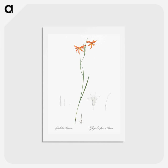 アートポストカード-Gladiolus watsonius illustration from Les liliacées - ピエール ジョゼフ ルドゥーテ Postcard.