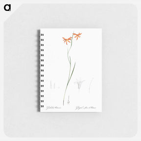 アートメモ帳-Gladiolus watsonius illustration from Les liliacées - ピエール ジョゼフ ルドゥーテ Memo.