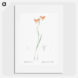 Gladiolus watsonius illustration from Les liliacées - Pierre-Joseph Redouté Poster.