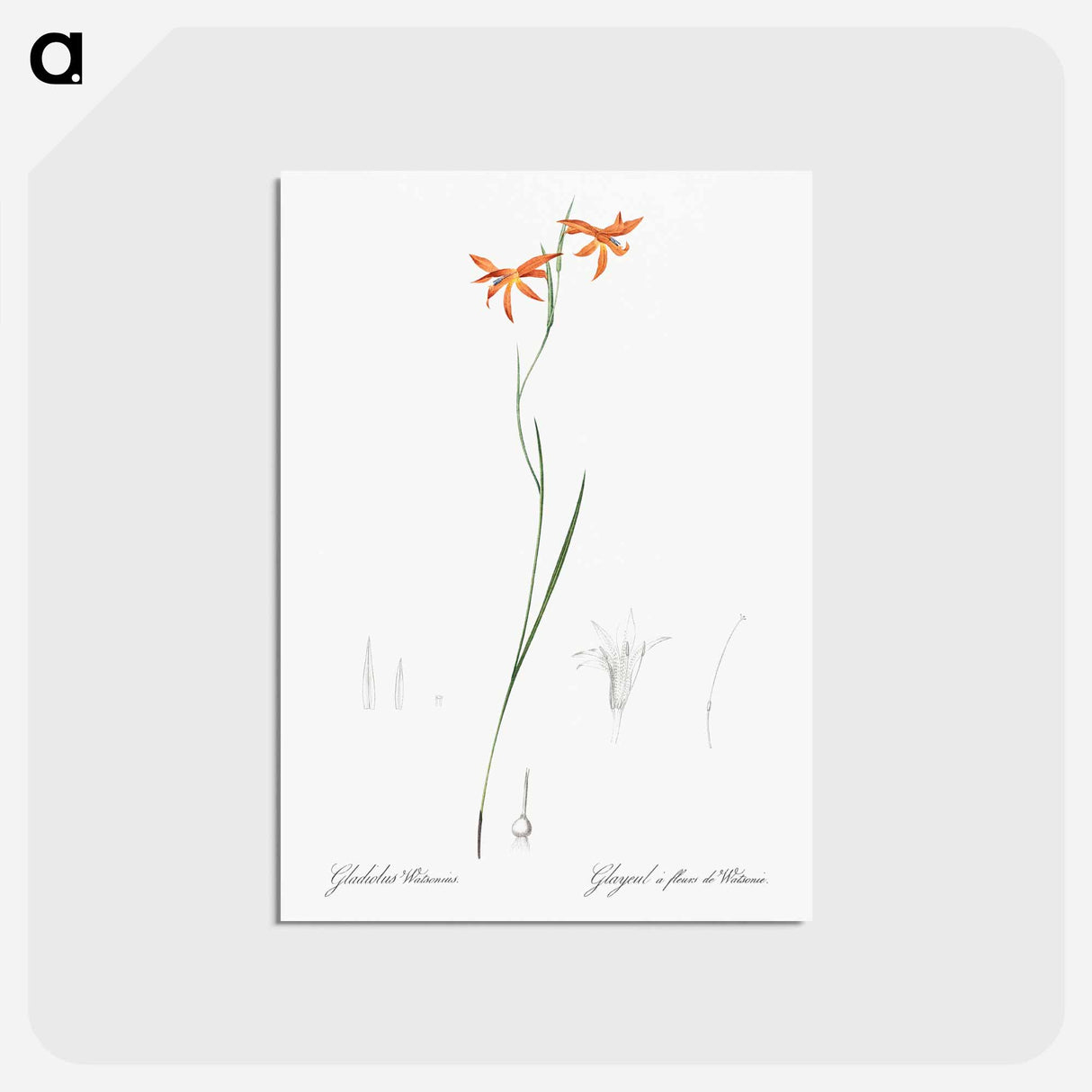 アートポストカード-Gladiolus watsonius illustration from Les liliacées - ピエール ジョゼフ ルドゥーテ Postcard.