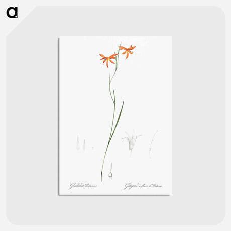 アートポストカード-Gladiolus watsonius illustration from Les liliacées - ピエール ジョゼフ ルドゥーテ Postcard.