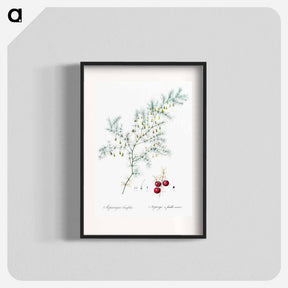 アートポスター-Asparagus fern illustration - ピエール ジョゼフ ルドゥーテ Poster.