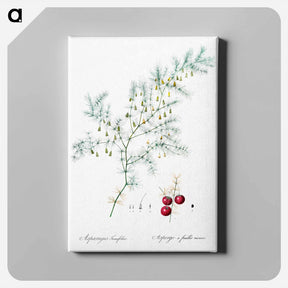 アートパネル-Asparagus fern illustration - ピエール ジョゼフ ルドゥーテ Canvas.