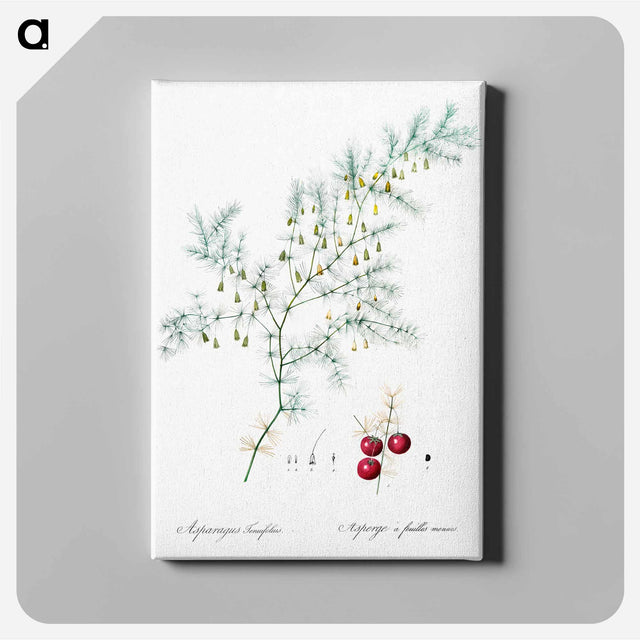 アートパネル-Asparagus fern illustration - ピエール ジョゼフ ルドゥーテ Canvas.
