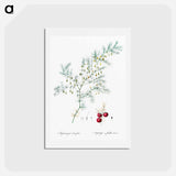 アートポストカード-Asparagus fern illustration - ピエール ジョゼフ ルドゥーテ Postcard.