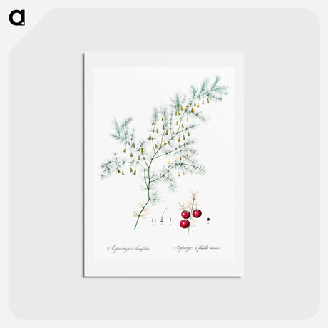 アートポストカード-Asparagus fern illustration - ピエール ジョゼフ ルドゥーテ Postcard.