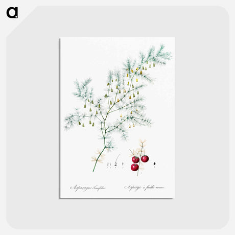 アートポストカード-Asparagus fern illustration - ピエール ジョゼフ ルドゥーテ Postcard.