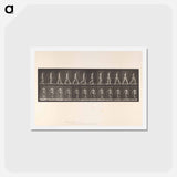 アートポストカード-Naked Man Walking
 - エドワード マイブリッジ Postcard.