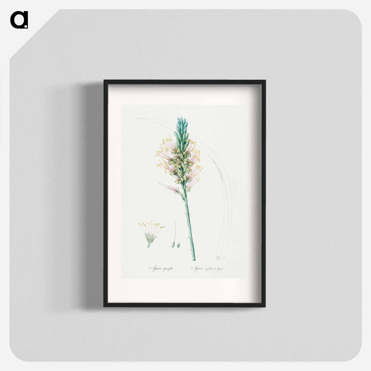 Agave yuccaefolia illustration from Les liliacées - Pierre-Joseph Redouté Poster.