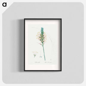 アートポスター-Agave yuccaefolia illustration from Les liliacées - ピエール ジョゼフ ルドゥーテ Poster.
