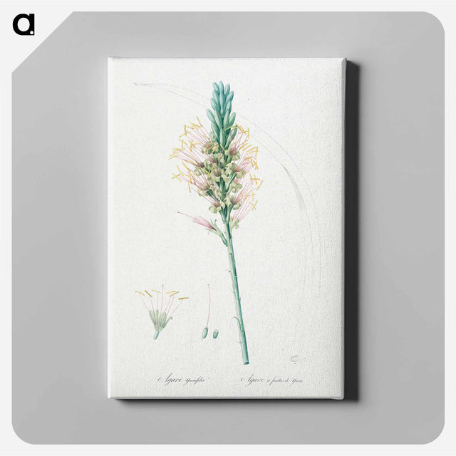アートパネル-Agave yuccaefolia illustration from Les liliacées - ピエール ジョゼフ ルドゥーテ Canvas.