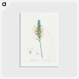 アートポストカード-Agave yuccaefolia illustration from Les liliacées - ピエール ジョゼフ ルドゥーテ Postcard.