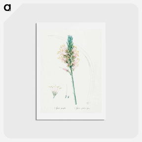 アートポストカード-Agave yuccaefolia illustration from Les liliacées - ピエール ジョゼフ ルドゥーテ Postcard.