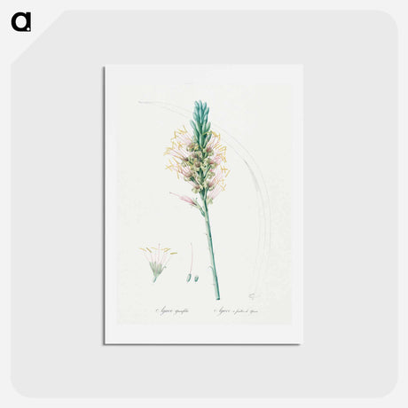 アートポストカード-Agave yuccaefolia illustration from Les liliacées - ピエール ジョゼフ ルドゥーテ Postcard.