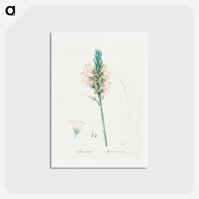アートポストカード-Agave yuccaefolia illustration from Les liliacées - ピエール ジョゼフ ルドゥーテ Postcard.