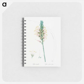 アートメモ帳-Agave yuccaefolia illustration from Les liliacées - ピエール ジョゼフ ルドゥーテ Memo.
