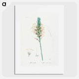 Agave yuccaefolia illustration from Les liliacées - Pierre-Joseph Redouté Poster.