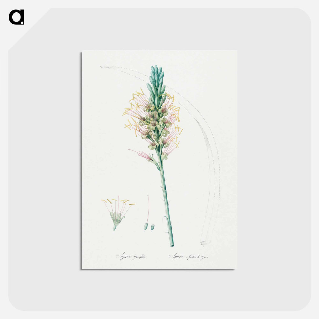 アートポストカード-Agave yuccaefolia illustration from Les liliacées - ピエール ジョゼフ ルドゥーテ Postcard.