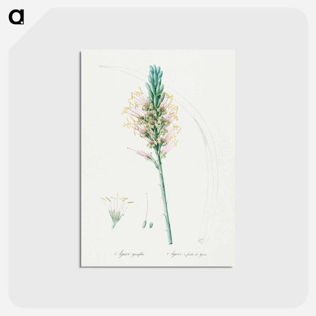 アートポストカード-Agave yuccaefolia illustration from Les liliacées - ピエール ジョゼフ ルドゥーテ Postcard.