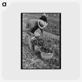 アートポストカード-Loading Spinach, La Pryor
 - ラッセル リー Postcard.