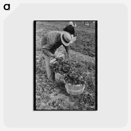 アートポストカード-Loading Spinach, La Pryor
 - ラッセル リー Postcard.