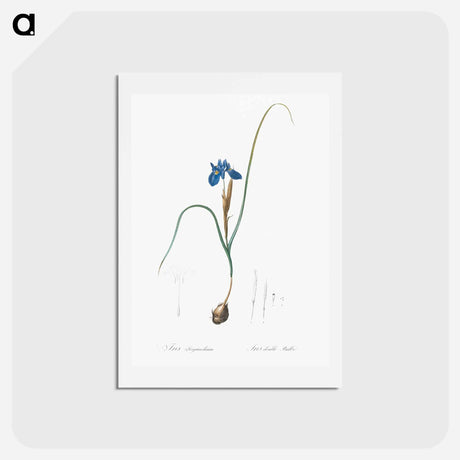 アートポストカード-Barbary Nut - ピエール ジョゼフ ルドゥーテ Postcard.