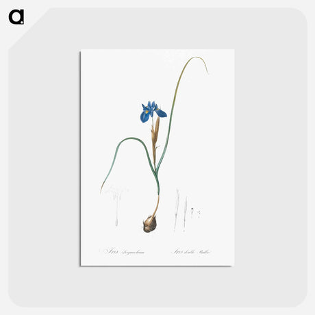 アートポストカード-Barbary Nut - ピエール ジョゼフ ルドゥーテ Postcard.