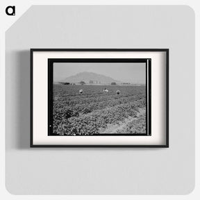 アートポスター-Untitled photo - ドロテア ラング Poster.