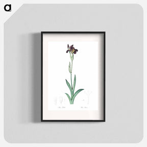 アートポスター-Dingy flag iris illustration from Les liliacées - ピエール ジョゼフ ルドゥーテ Poster.