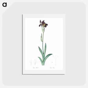 アートポストカード-Dingy flag iris illustration from Les liliacées - ピエール ジョゼフ ルドゥーテ Postcard.