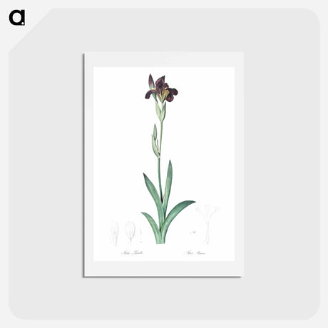 アートポストカード-Dingy flag iris illustration from Les liliacées - ピエール ジョゼフ ルドゥーテ Postcard.