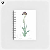 Dingy flag iris illustration from Les liliacées - ピエール ジョゼフ ルドゥーテ Memo.