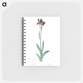 アートメモ帳-Dingy flag iris illustration from Les liliacées - ピエール ジョゼフ ルドゥーテ Memo.