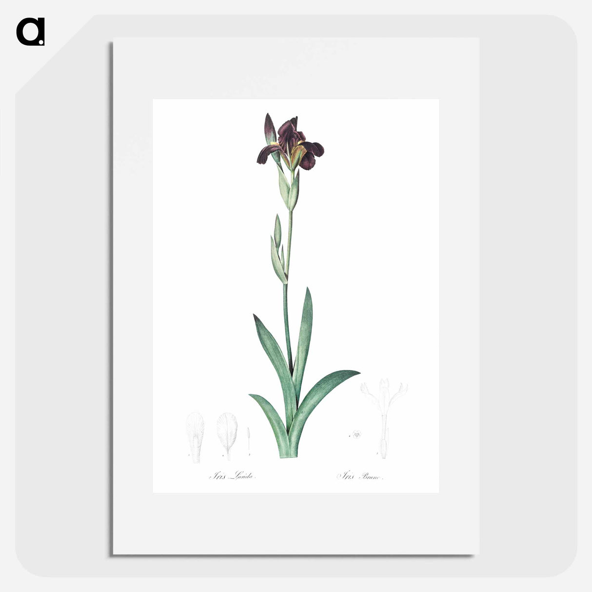 Dingy flag iris illustration from Les liliacées - ピエール ジョゼフ ルドゥーテ Poster.