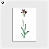アートポストカード-Dingy flag iris illustration from Les liliacées - ピエール ジョゼフ ルドゥーテ Postcard.