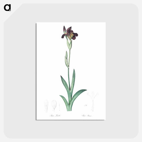 アートポストカード-Dingy flag iris illustration from Les liliacées - ピエール ジョゼフ ルドゥーテ Postcard.