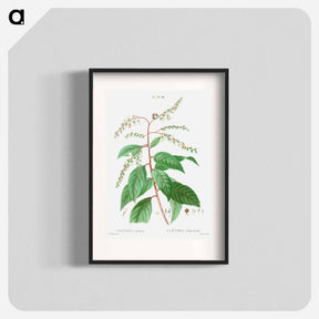 アートポスター-Lily of the valley tree - ピエール ジョゼフ ルドゥーテ Poster.