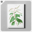 アートパネル-Lily of the valley tree - ピエール ジョゼフ ルドゥーテ Canvas.