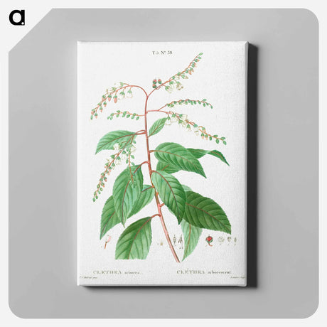 アートパネル-Lily of the valley tree - ピエール ジョゼフ ルドゥーテ Canvas.