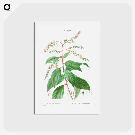 アートポストカード-Lily of the valley tree - ピエール ジョゼフ ルドゥーテ Postcard.