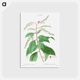 アートポストカード-Lily of the valley tree - ピエール ジョゼフ ルドゥーテ Postcard.