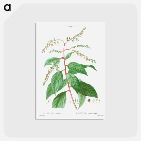 アートポストカード-Lily of the valley tree - ピエール ジョゼフ ルドゥーテ Postcard.