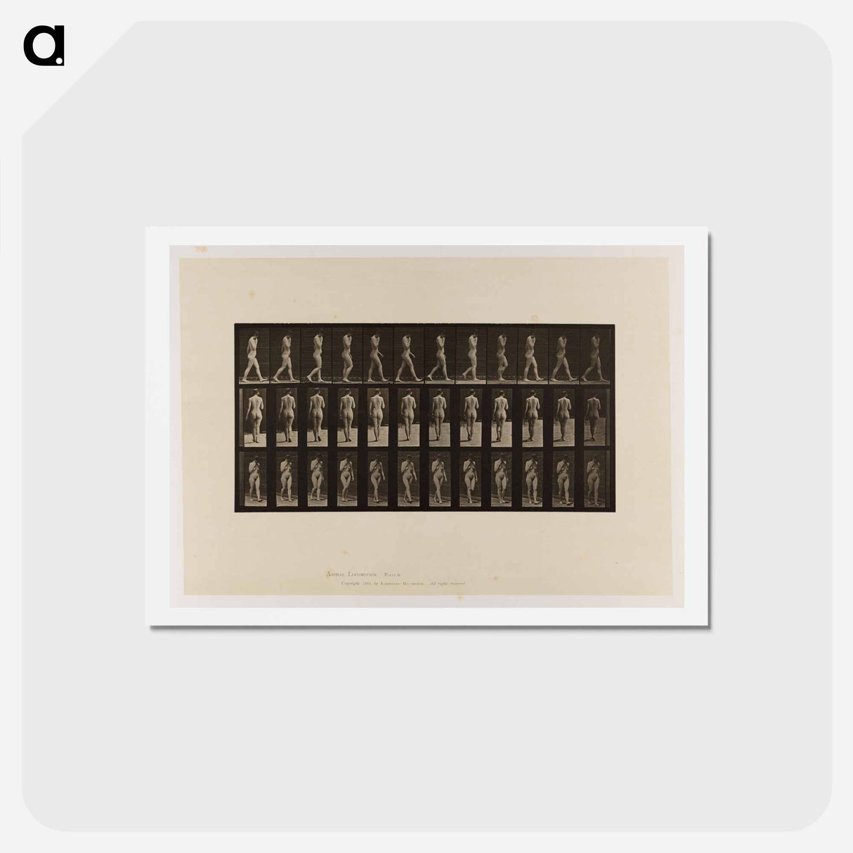アートポストカード-Naked Woman Walking
 - エドワード マイブリッジ Postcard.