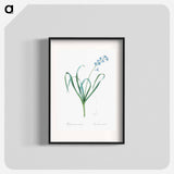 Dutch hyacinth illustration - Pierre Joseph Redouté Poster.