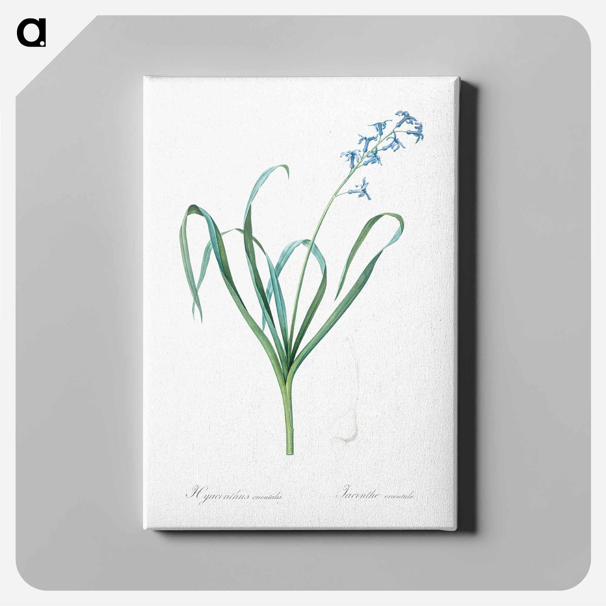アートパネル-Dutch hyacinth illustration - ピエール ジョゼフ ルドゥーテ Canvas.