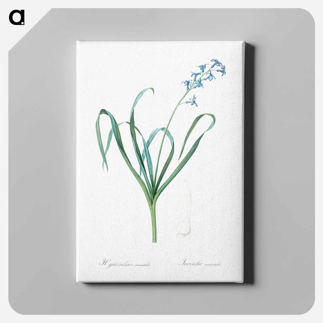 アートパネル-Dutch hyacinth illustration - ピエール ジョゼフ ルドゥーテ Canvas.