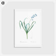 アートポストカード-Dutch hyacinth illustration - ピエール ジョゼフ ルドゥーテ Postcard.